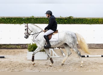 BWP (cheval de sang belge), Jument, 5 Ans, Gris