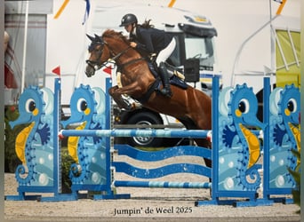 BWP (cheval de sang belge), Jument, 6 Ans, 147 cm, Alezan