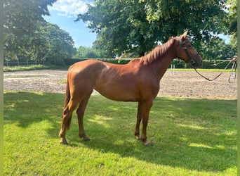 BWP (cheval de sang belge), Jument, 6 Ans, 164 cm, Alezan brûlé