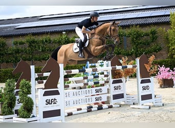 BWP (cheval de sang belge), Jument, 6 Ans, 164 cm, Bai