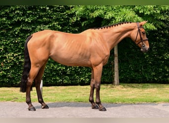 BWP (cheval de sang belge), Jument, 6 Ans, 164 cm, Bai