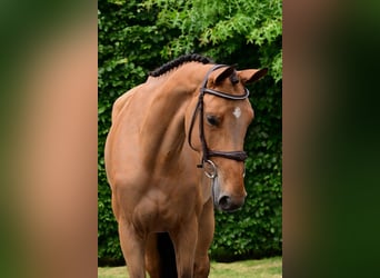 BWP (cheval de sang belge), Jument, 6 Ans, 164 cm, Bai