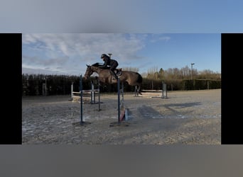 BWP (cheval de sang belge), Jument, 6 Ans, 166 cm, Bai