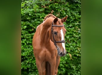BWP (cheval de sang belge), Jument, 6 Ans, 170 cm, Alezan