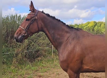 BWP (cheval de sang belge) Croisé, Jument, 7 Ans, 162 cm, Bai