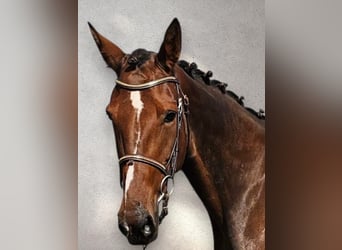 BWP (cheval de sang belge) Croisé, Jument, 7 Ans, 162 cm, Bai