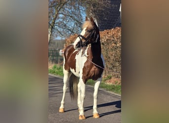 BWP (cheval de sang belge), Jument, 7 Ans, 162 cm, Pinto