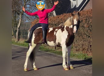 BWP (cheval de sang belge), Jument, 7 Ans, 162 cm, Pinto