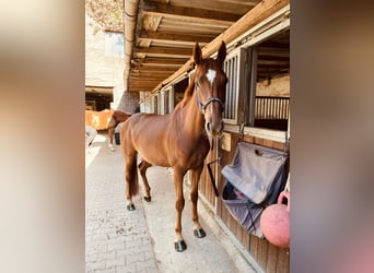 BWP (cheval de sang belge), Jument, 7 Ans, 164 cm, Alezan