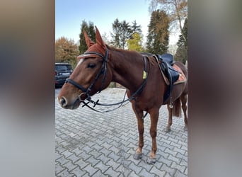 BWP (cheval de sang belge), Jument, 7 Ans, 164 cm, Alezan