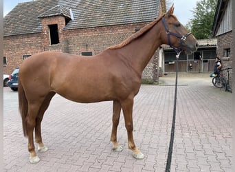 BWP (cheval de sang belge), Jument, 7 Ans, 164 cm, Alezan