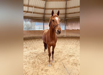 BWP (cheval de sang belge), Jument, 7 Ans, 164 cm, Alezan