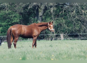 BWP (cheval de sang belge), Jument, 7 Ans, 164 cm, Alezan
