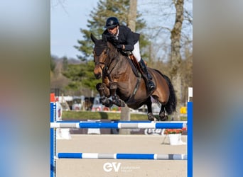 BWP (cheval de sang belge), Jument, 7 Ans, 166 cm, Bai cerise