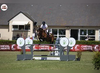 BWP (cheval de sang belge), Jument, 7 Ans, 168 cm, Bai cerise