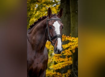 BWP (cheval de sang belge), Jument, 7 Ans, 170 cm, Alezan brûlé