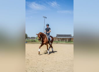 BWP (cheval de sang belge), Jument, 7 Ans, 170 cm, Alezan