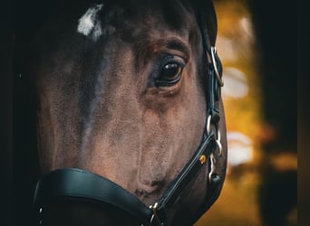 BWP (cheval de sang belge), Jument, 7 Ans, 170 cm, Bai