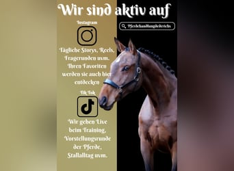 BWP (cheval de sang belge), Jument, 7 Ans, 170 cm, Bai