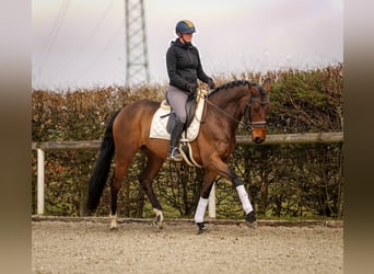 BWP (cheval de sang belge), Jument, 7 Ans, 173 cm, Bai