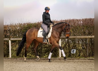 BWP (cheval de sang belge), Jument, 7 Ans, 173 cm, Bai