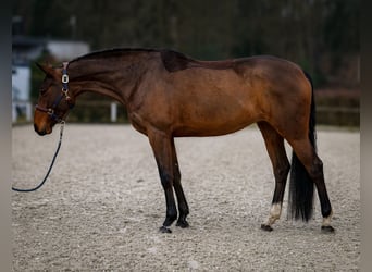 BWP (cheval de sang belge), Jument, 7 Ans, 173 cm, Bai