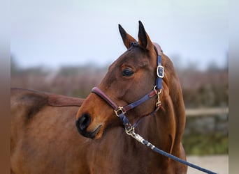 BWP (cheval de sang belge), Jument, 7 Ans, 173 cm, Bai