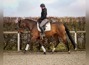 BWP (cheval de sang belge), Jument, 7 Ans, 173 cm, Bai