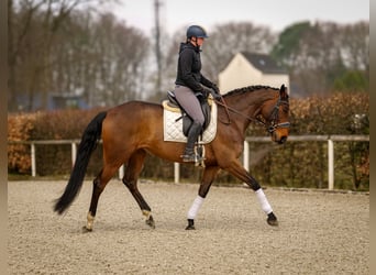 BWP (cheval de sang belge), Jument, 7 Ans, 173 cm, Bai