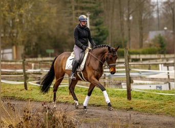 BWP (cheval de sang belge), Jument, 7 Ans, 173 cm, Bai