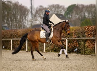 BWP (cheval de sang belge), Jument, 7 Ans, 173 cm, Bai