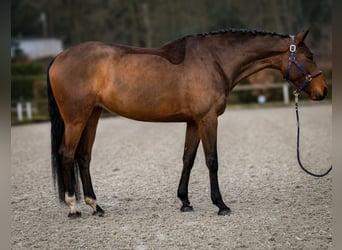BWP (cheval de sang belge), Jument, 7 Ans, 173 cm, Bai