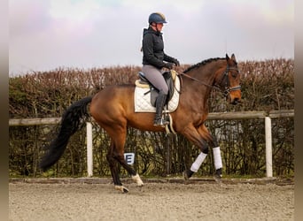 BWP (cheval de sang belge), Jument, 7 Ans, 173 cm, Bai