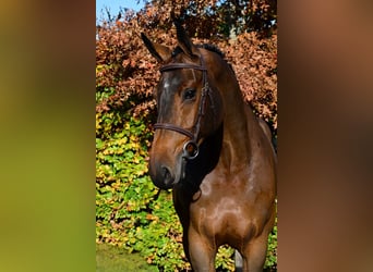 BWP (cheval de sang belge), Jument, 7 Ans, 176 cm, Bai