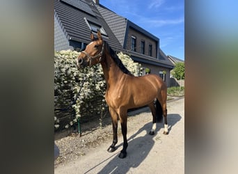BWP (cheval de sang belge), Jument, 7 Ans, Bai