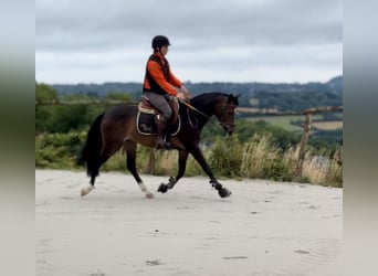 BWP (cheval de sang belge), Jument, 8 Ans, 143 cm, Bai brun foncé