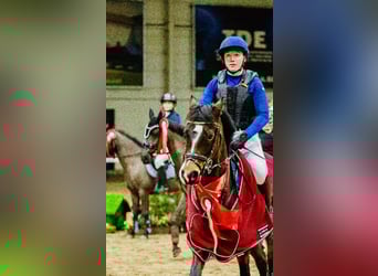 BWP (cheval de sang belge), Jument, 8 Ans, 143 cm, Bai brun foncé