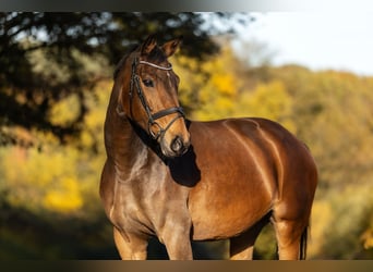 BWP (cheval de sang belge), Jument, 8 Ans, 163 cm, Bai