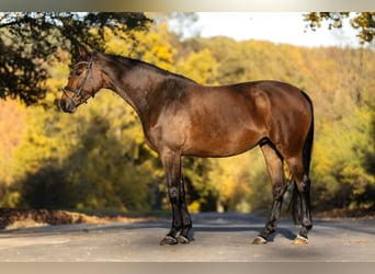 BWP (cheval de sang belge), Jument, 8 Ans, 163 cm, Bai