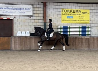 BWP (cheval de sang belge), Jument, 8 Ans, 169 cm, Bai brun