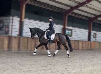 BWP (cheval de sang belge), Jument, 8 Ans, 169 cm, Bai brun