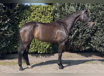 BWP (cheval de sang belge), Jument, 8 Ans, 169 cm, Bai brun