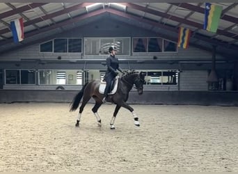 BWP (cheval de sang belge), Jument, 8 Ans, 169 cm, Bai brun