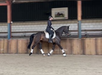 BWP (cheval de sang belge), Jument, 8 Ans, 169 cm, Bai brun