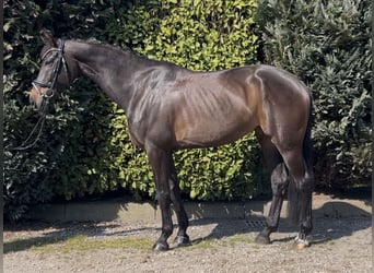 BWP (cheval de sang belge), Jument, 8 Ans, 169 cm, Bai brun