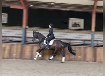 BWP (cheval de sang belge), Jument, 8 Ans, 169 cm, Bai brun