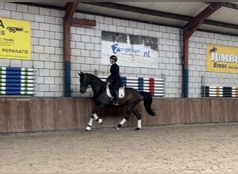 BWP (cheval de sang belge), Jument, 8 Ans, 169 cm, Bai brun