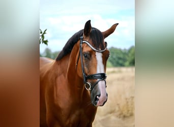 BWP (cheval de sang belge), Jument, 8 Ans, 172 cm, Bai