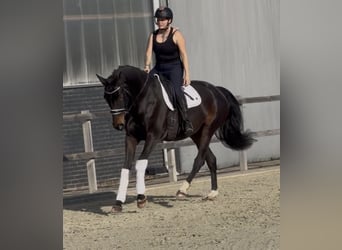 BWP (cheval de sang belge), Jument, 9 Ans, 164 cm, Bai brun