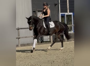 BWP (cheval de sang belge), Jument, 9 Ans, 164 cm, Bai brun